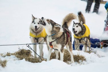 Güzel Alaska husky köpekleri Norveç'te bir uzun mesafe kızak köpek yarışı sırasında dinlenme. Kar köpekleri.