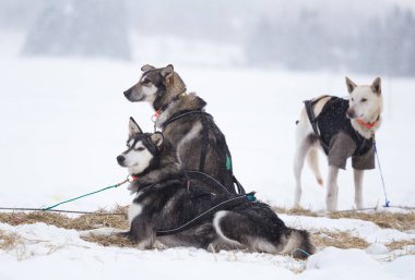 Güzel Alaska husky köpekleri Norveç'te bir uzun mesafe kızak köpek yarışı sırasında dinlenme. Kar köpekleri.