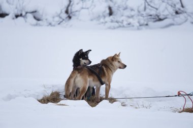 Güzel Alaska husky köpekleri Norveç'te bir uzun mesafe kızak köpek yarışı sırasında dinlenme. Kar köpekleri.