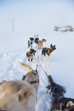 Güzel bir altı güzel Norveç sabah sahne içinde bir kızak çekme takım köpek. Kış sporları için köpek aşık. Güneşli, sisli sabah.