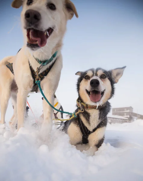 Ein Schönes Porträt Eines Schlittenhundes Alsakan Husky Während Des Schlittenhunderennens — Stockfoto