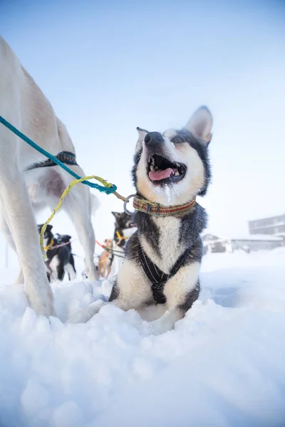 Ein Schönes Porträt Eines Schlittenhundes Alsakan Husky Während Des Schlittenhunderennens — Stockfoto