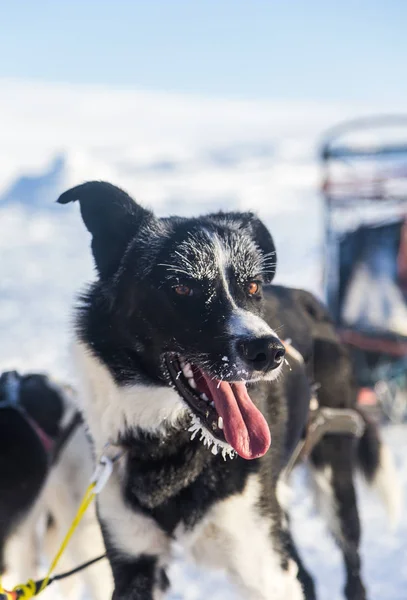 Прекрасный Портрет Собаки Сани Эльсакан Хаски Время Собачьих Бегов Норвегии — стоковое фото