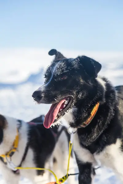 Прекрасный Портрет Собаки Сани Эльсакан Хаски Время Собачьих Бегов Норвегии — стоковое фото