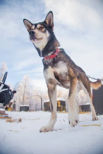 Hermoso Retrato Perro Trineo Alsakan Husky Durante Carrera Trineos Noruega —  Fotos de Stock