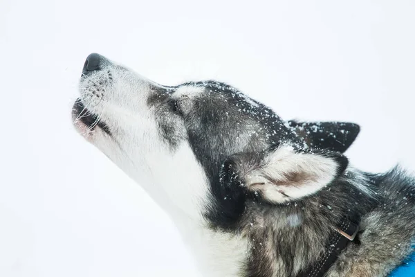 Ein Schönes Porträt Eines Schlittenhundes Alsakan Husky Während Des Schlittenhunderennens — Stockfoto