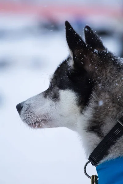 Ein Schönes Porträt Eines Schlittenhundes Alsakan Husky Während Des Schlittenhunderennens — Stockfoto