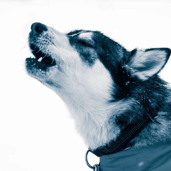 Ein Schönes Porträt Eines Schlittenhundes Alsakan Husky Während Des Schlittenhunderennens — Stockfoto