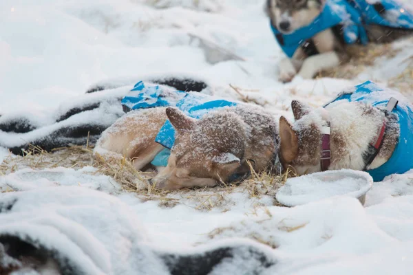 Beautiful alaskan husky dogs resting during a long distance sled dog race in Norway. Dogs in snow.