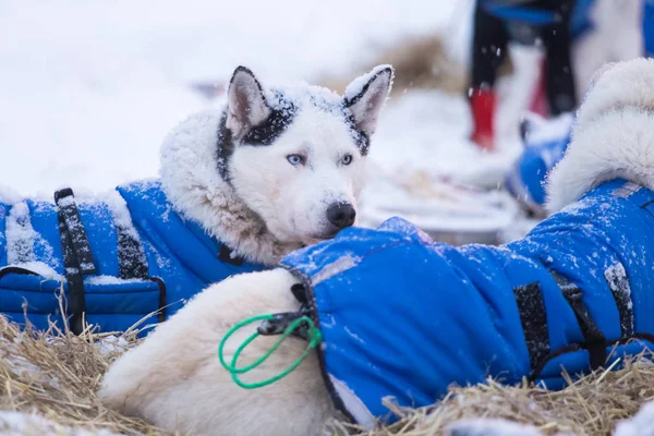 Beautiful alaskan husky dogs resting during a long distance sled dog race in Norway. Dogs in snow.