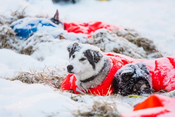 Hermosos Perros Husky Alaska Descansando Durante Una Carrera Trineos Larga —  Fotos de Stock