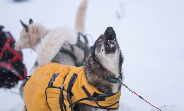 Piękny Alaskan Husky Psy Odpoczynek Trakcie Wyścig Długodystansowy Wyścig Psich — Zdjęcie stockowe