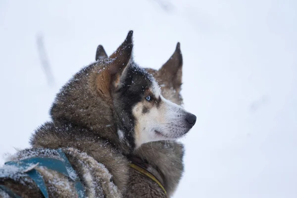 Wunderschöne Alaskan Husky Dogs Die Sich Bei Einem Langstreckenschlittenhunderennen Norwegen — Stockfoto