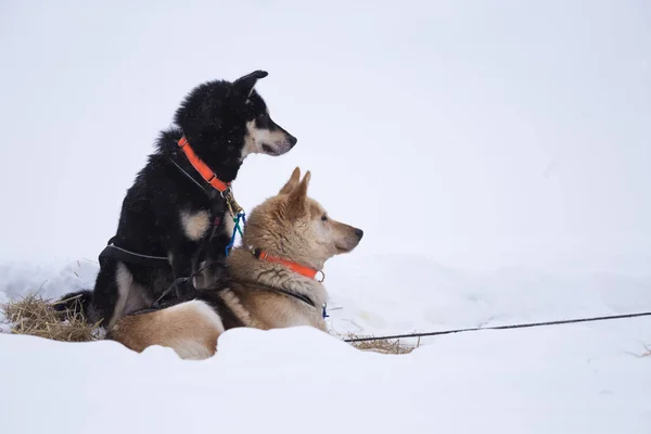 美丽的阿拉斯卡哈士奇狗休息在一个长距离雪橇狗比赛在挪威 狗在雪 — 图库照片