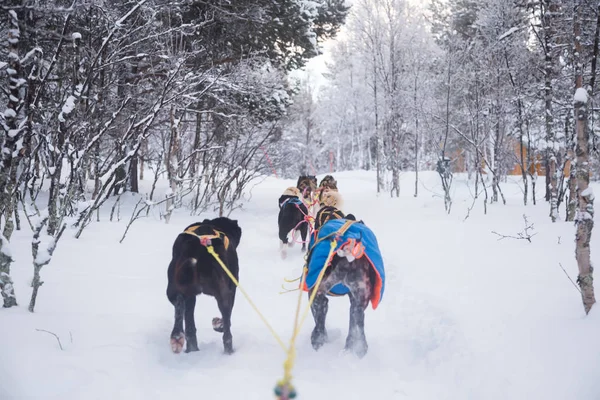 Una Emocionante Experiencia Montando Trineo Para Perros Paisaje Invernal Bosque —  Fotos de Stock