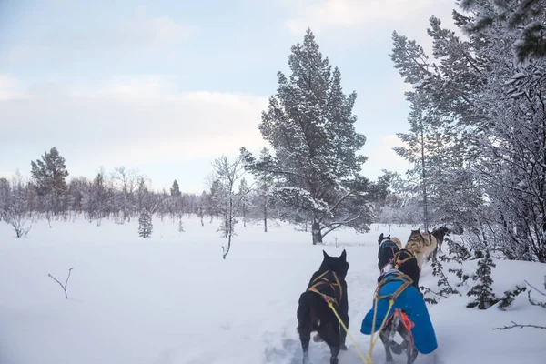 An exciting experience riding a dog sled in the winter landscape. Snowy forest and mountains with a dog team.  Norway winter.