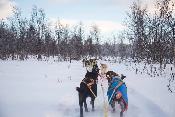 Een Spannende Ervaring Rijden Een Hond Slee Winterlandschap Besneeuwde Bos — Stockfoto