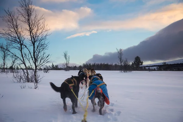 Ekscytujące Doświadczenie Jazdy Psich Zaprzęgów Zimowy Krajobraz Zaśnieżony Las Góry — Zdjęcie stockowe