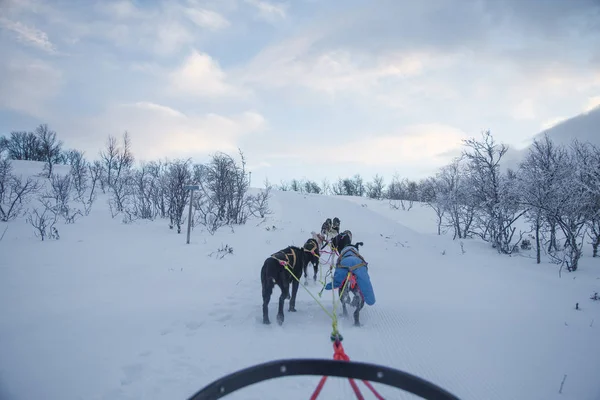 Una Emocionante Experiencia Montando Trineo Para Perros Paisaje Invernal Bosque — Foto de Stock