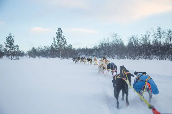 Une Expérience Passionnante Traîneau Chiens Dans Paysage Hivernal Forêt Enneigée — Photo