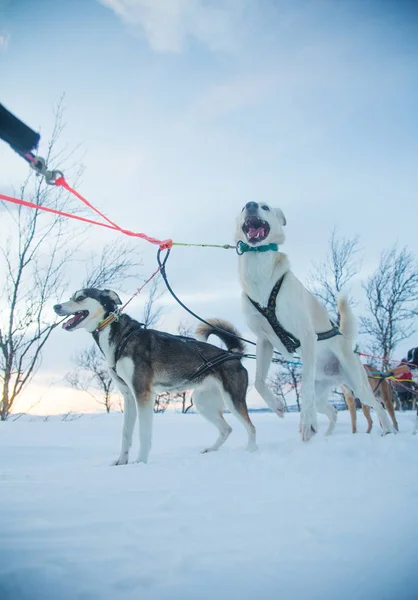 Захватывающий Опыт Катания Собачьих Упряжках Зимнем Пейзаже Снежный Лес Горы — стоковое фото
