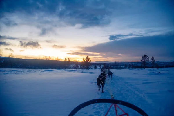 Een Spannende Ervaring Rijden Een Hond Slee Winterlandschap Besneeuwde Bos — Stockfoto