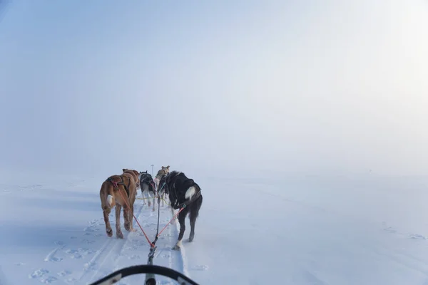 Een Prachtige Zes Teem Hond Trekken Een Slee Foto Genomen — Stockfoto