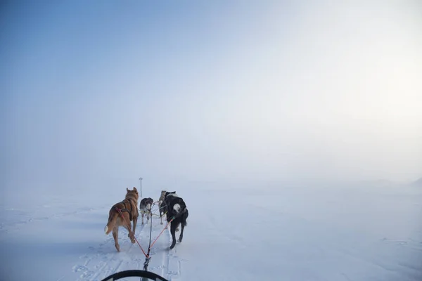 美しい六つの犬そりを引いて豊富にあります そり視点で座っているから撮影した写真 北の楽しく 健康的なウィンター スポーツ 美しい 霧の冬の朝 — ストック写真