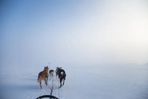 Beau Tourbillon Six Chiens Tirant Traîneau Photo Prise Position Assise — Photo