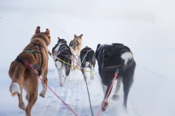 Een Prachtige Zes Teem Hond Trekken Een Slee Foto Genomen — Stockfoto