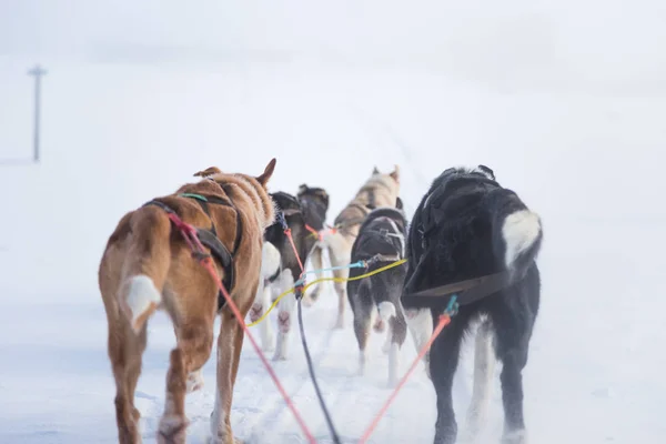 Een Prachtige Zes Teem Hond Trekken Een Slee Foto Genomen — Stockfoto