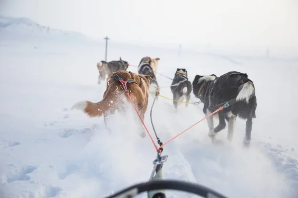 Een Prachtige Zes Teem Hond Trekken Een Slee Foto Genomen — Stockfoto