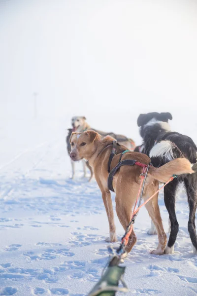 Een Prachtige Hond Zes Team Een Slee Trekken Prachtige Ochtend — Stockfoto