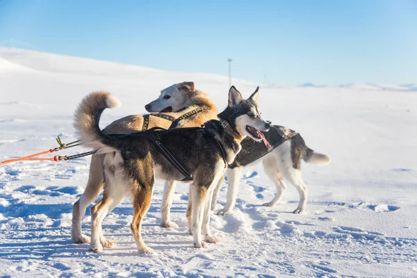 Красивая Команда Шести Собак Тащит Сани Красивом Утреннем Пейзаже Норвегии — стоковое фото