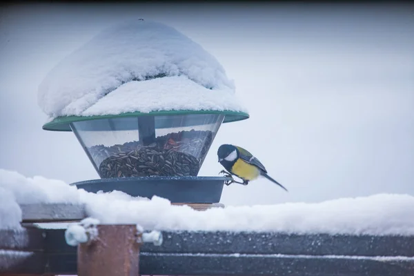 Beautiful Bird Norwegian Winter Scandinawian Winter — Stock Photo, Image