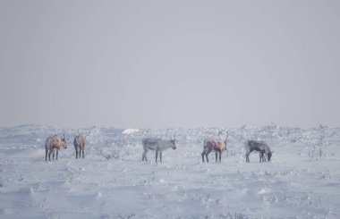 Gün batımından hemen önce Norveç tepelerinde dinlenen bir geyik sabunun güzel bir akşam manzarası. İskandinav manzarası.