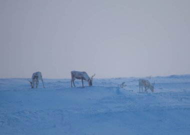 Gün batımından hemen önce Norveç tepelerinde dinlenen bir geyik sabunun güzel bir akşam manzarası. İskandinav manzarası.