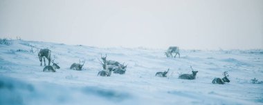 Gün batımından hemen önce Norveç tepelerinde dinlenen bir geyik sabunun güzel bir akşam manzarası. İskandinav manzarası.