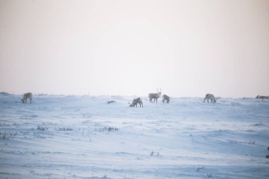 Gün batımından hemen önce Norveç tepelerinde dinlenen bir geyik sabunun güzel bir akşam manzarası. İskandinav manzarası.