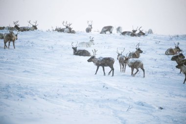 Gün batımından hemen önce Norveç tepelerinde dinlenen bir geyik sabunun güzel bir akşam manzarası. İskandinav manzarası.