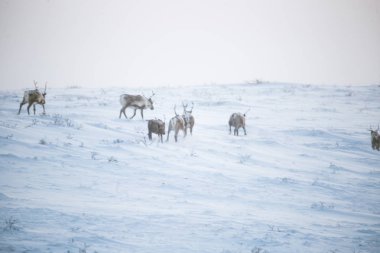 Gün batımından hemen önce Norveç tepelerinde dinlenen bir geyik sabunun güzel bir akşam manzarası. İskandinav manzarası.