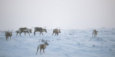 Gün batımından hemen önce Norveç tepelerinde dinlenen bir geyik sabunun güzel bir akşam manzarası. İskandinav manzarası.