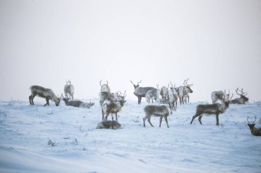 Gün batımından hemen önce Norveç tepelerinde dinlenen bir geyik sabunun güzel bir akşam manzarası. İskandinav manzarası.