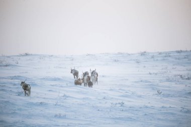 Gün batımından hemen önce Norveç tepelerinde dinlenen bir geyik sabunun güzel bir akşam manzarası. İskandinav manzarası.