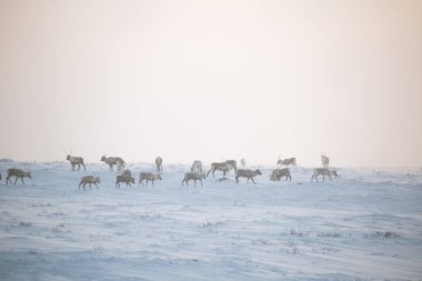 Gün batımından hemen önce Norveç tepelerinde dinlenen bir geyik sabunun güzel bir akşam manzarası. İskandinav manzarası.