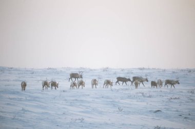 Gün batımından hemen önce Norveç tepelerinde dinlenen bir geyik sabunun güzel bir akşam manzarası. İskandinav manzarası.