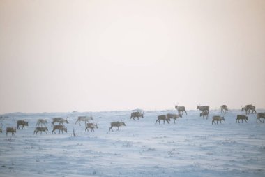 Gün batımından hemen önce Norveç tepelerinde dinlenen bir geyik sabunun güzel bir akşam manzarası. İskandinav manzarası.