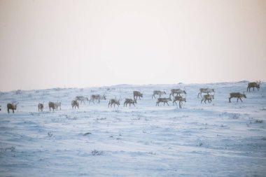 Gün batımından hemen önce Norveç tepelerinde dinlenen bir geyik sabunun güzel bir akşam manzarası. İskandinav manzarası.