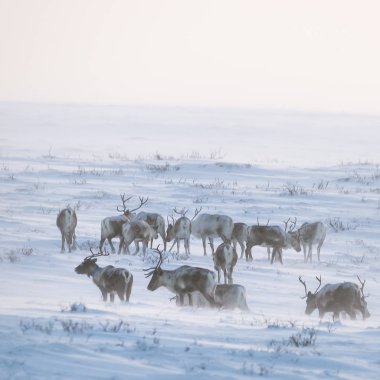 Gün batımından hemen önce Norveç tepelerinde dinlenen bir geyik sabunun güzel bir akşam manzarası. İskandinav manzarası.