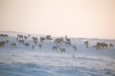 Gün batımından hemen önce Norveç tepelerinde dinlenen bir geyik sabunun güzel bir akşam manzarası. İskandinav manzarası.